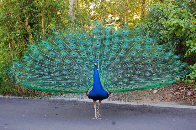 Click to Enlarge

Name: peacock.jpg
Size: 343 KB