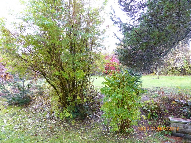 Click to Enlarge

Name: leaves in the garden, pic-01, 2012 November 11.jpg
Size: 393 KB