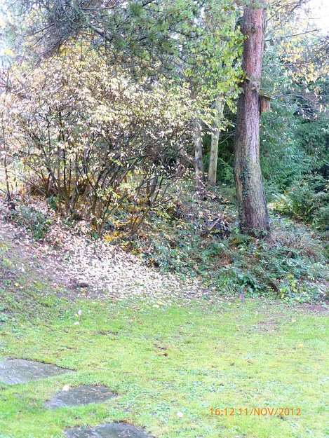 Click to Enlarge

Name: leaves in the garden,pic-02, 2012 November 11.jpg
Size: 428 KB
