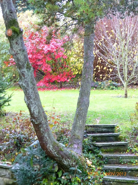 Click to Enlarge

Name: Falling Leaves, pic-03, 2012 November 11.jpg
Size: 317 KB