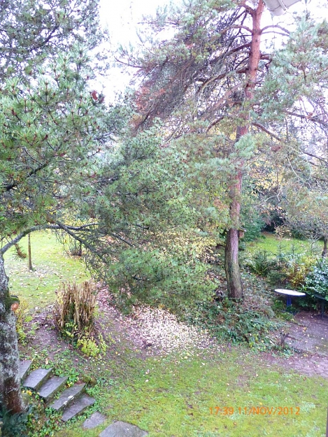 Click to Enlarge

Name: Two pines in the garden, pic-06, 2012 November 11.jpg
Size: 407 KB