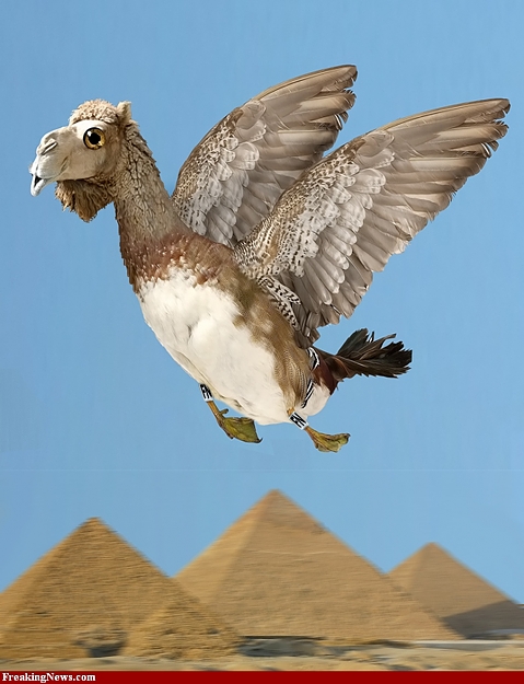 Click to Enlarge

Name: Rare-Flying-Camel-60684.jpg
Size: 275 KB