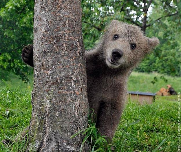 Click to Enlarge

Name: Cute_Bear_Cub_Adopted_0.jpg
Size: 124 KB