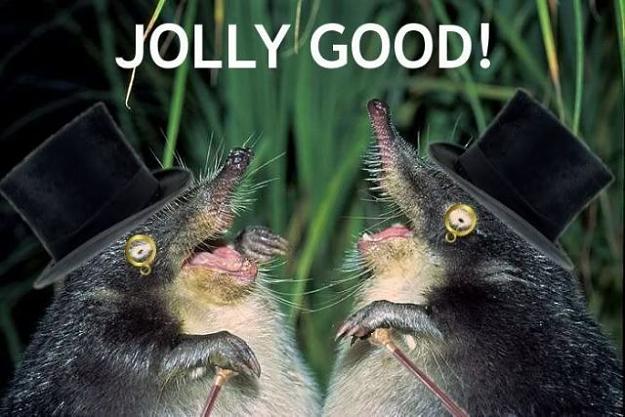 Click to Enlarge

Name: moles_jolly_good.jpg
Size: 56 KB