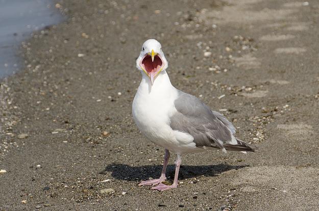 Click to Enlarge

Name: seagull_say_ahhh.jpg
Size: 1.5 MB