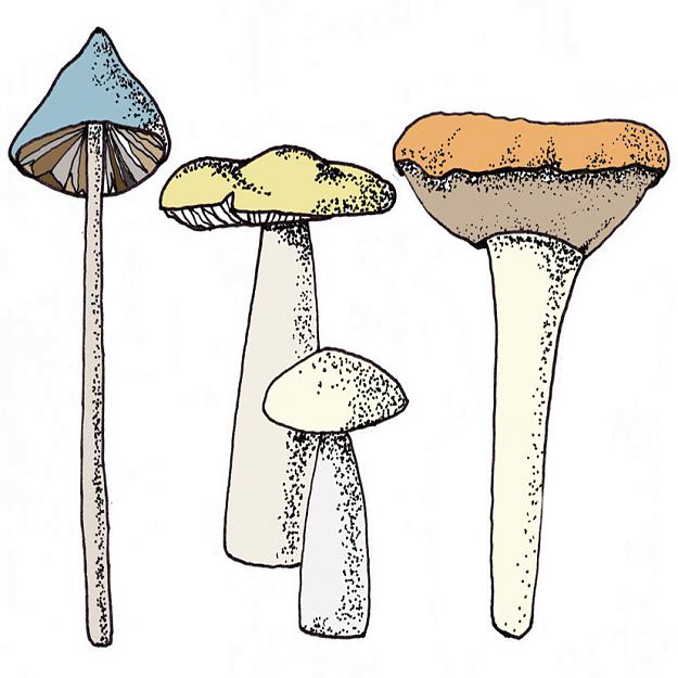 Click to Enlarge

Name: what-are-fungi_1.jpg
Size: 253 KB