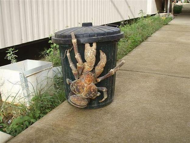 Click to Enlarge

Name: coconut-crab-33-pics_33.jpg
Size: 63 KB