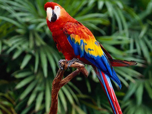 Click to Enlarge

Name: parrot.jpg
Size: 83 KB