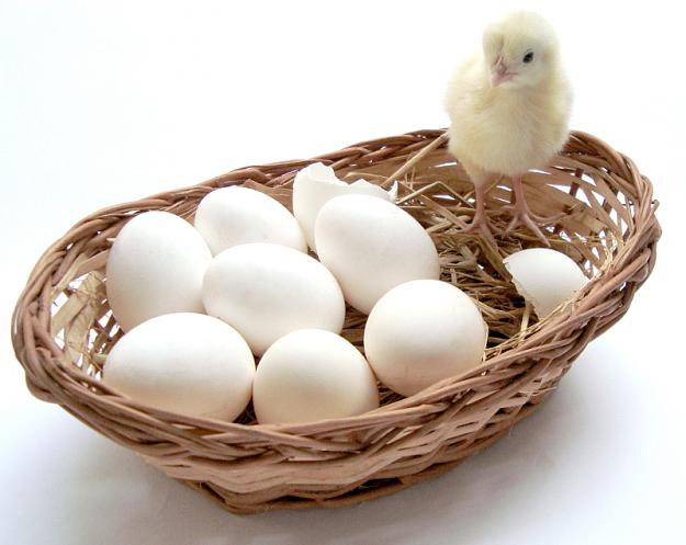 Click to Enlarge

Name: my-egg-your-basket.jpg
Size: 339 KB