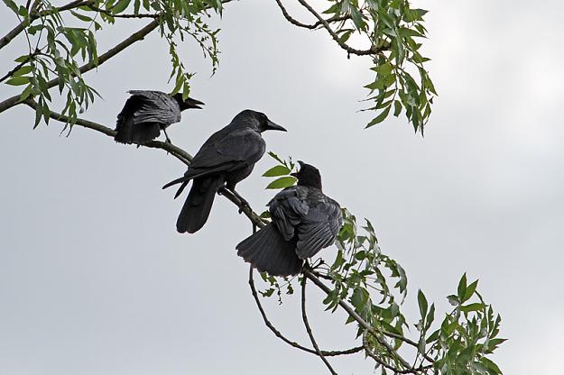 Click to Enlarge

Name: 3crows-s.jpg
Size: 136 KB