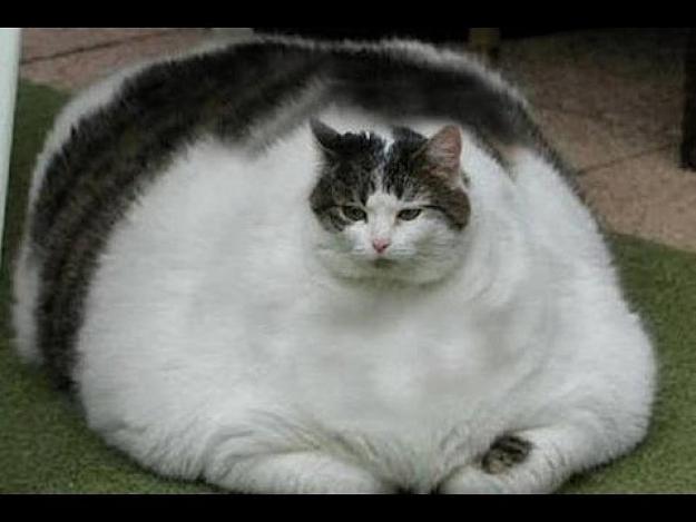 Click to Enlarge

Name: Fat-Cat-Facts-pets-pet-cat-Cats.jpg
Size: 84 KB