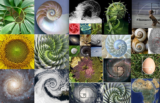 Click to Enlarge

Name: fibonnaci-collage-spirals1.png
Size: 1.5 MB