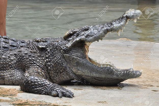 Click to Enlarge

Name: 9628145-Crocodile-s-open-mouth-Stock-Photo.jpg
Size: 331 KB