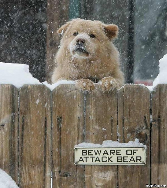 Click to Enlarge

Name: Lookout_For_Attack_Bear.jpg
Size: 78 KB