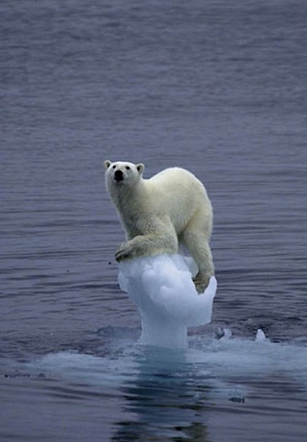 Click to Enlarge

Name: animals-polar-bears-ice.jpg
Size: 40 KB