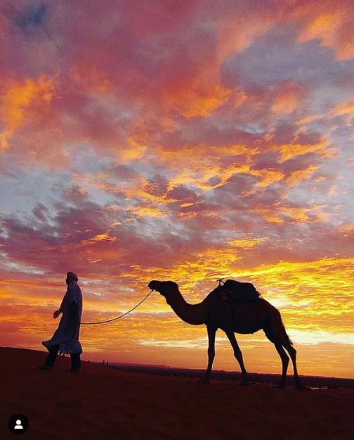Click to Enlarge

Name: evening with camel.jpg
Size: 81 KB