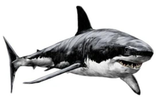 Click to Enlarge

Name: shark 5.jpg
Size: 17 KB