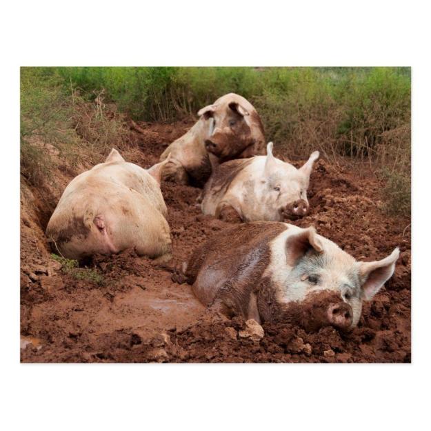 Click to Enlarge

Name: Lazy Pigs in Mud Postcard.jpg
Size: 166 KB