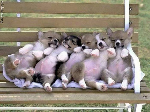 Click to Enlarge

Name: Dogs Napping.jpg
Size: 50 KB