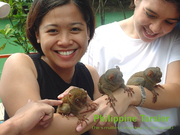 Click to Enlarge

Name: philippine-tarsier.jpg
Size: 93 KB