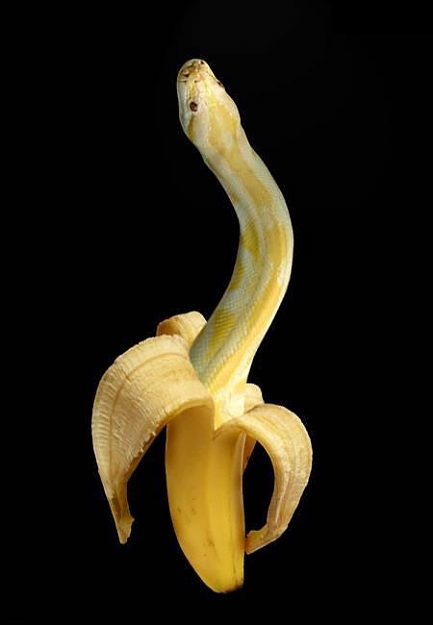 Click to Enlarge

Name: Banana-Snake.jpg
Size: 24 KB