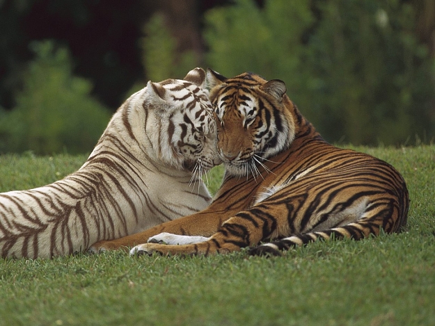 Click to Enlarge

Name: Animals_Beasts_Tiger_and_tigress_014989_.jpg
Size: 239 KB