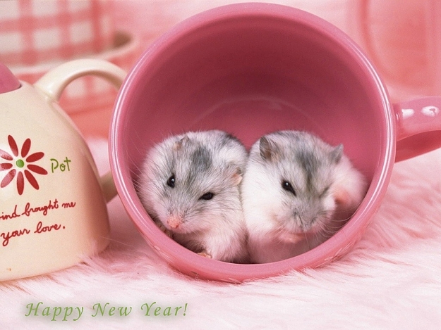 Click to Enlarge

Name: cute_hampsters_in_pink_coffee_cup_happy_new_year.jpg
Size: 223 KB