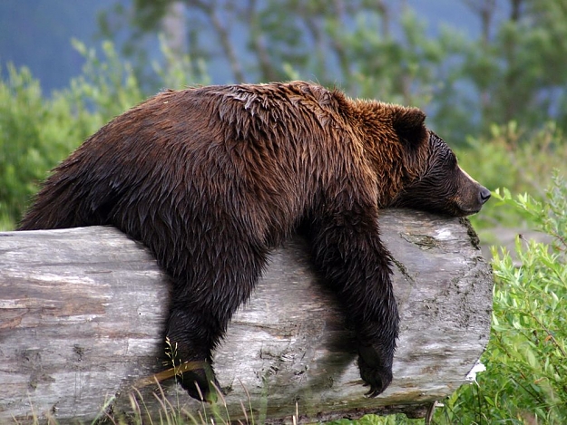 Click to Enlarge

Name: grizzly-bear.jpg
Size: 138 KB