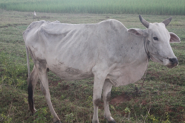 Click to Enlarge

Name: Bull skinny.jpg
Size: 506 KB