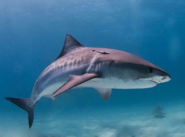 Click to Enlarge

Name: 800px-Tiger_shark.jpg
Size: 61 KB