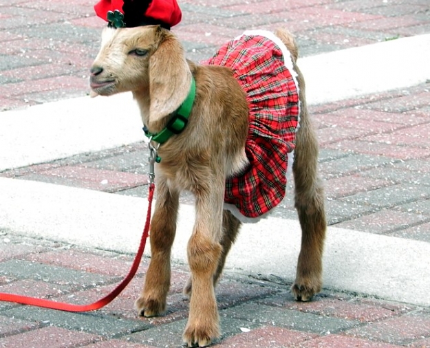 Click to Enlarge

Name: GoatInSkirt.jpg
Size: 152 KB
