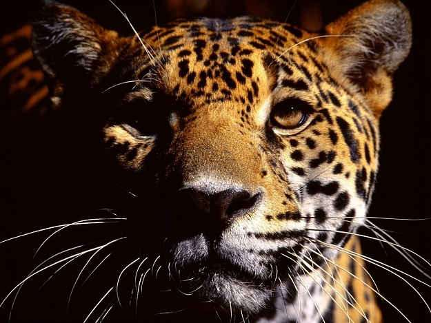 Click to Enlarge

Name: wild-animals-eyes-jaguar-you-are-viewing-the-named-328292.jpg
Size: 218 KB
