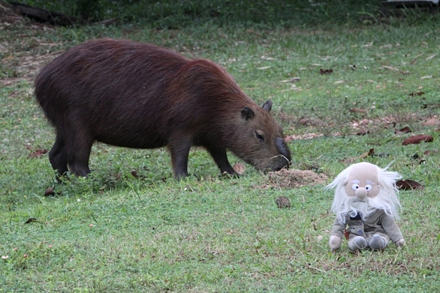 Click to Enlarge

Name: capybara and darwin.jpg
Size: 290 KB