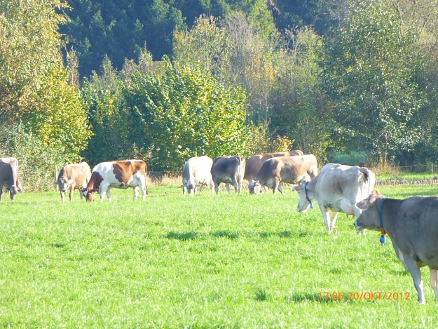 Click to Enlarge

Name: Switzerland, Cow Pasture, 1200 x 900.jpg
Size: 319 KB