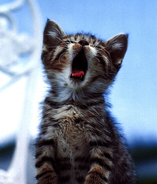Click to Enlarge

Name: BoredCat.jpg
Size: 468 KB
