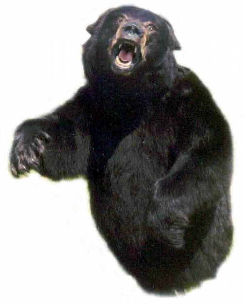 Click to Enlarge

Name: bear1.jpg
Size: 32 KB