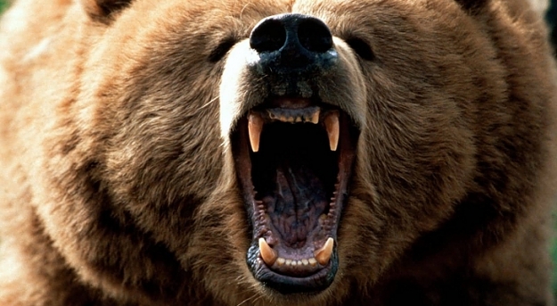 Click to Enlarge

Name: Grizzly-Attack-Man-Killed-by-Captive-Bear-in-Montana.jpg
Size: 212 KB