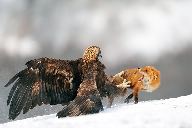 Click to Enlarge

Name: eagle-vs_-fox.jpg
Size: 127 KB