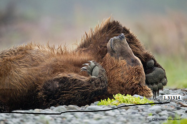 Click to Enlarge

Name: bearsleeping.png
Size: 682 KB