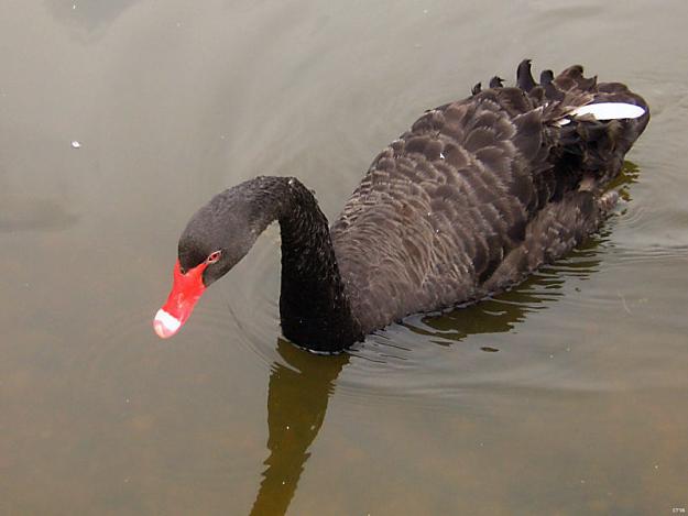 Click to Enlarge

Name: Black Swan.jpg
Size: 59 KB
