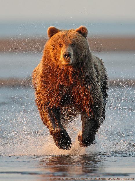Click to Enlarge

Name: Running-Brown-Bear.jpeg
Size: 206 KB