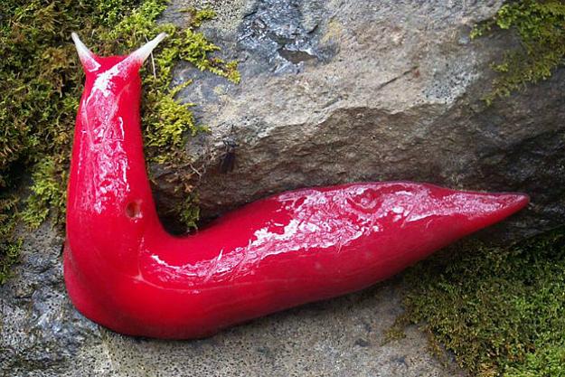 Click to Enlarge

Name: giant-pink-slug.jpg
Size: 110 KB