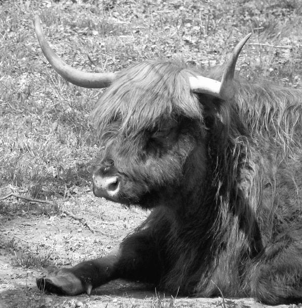 Click to Enlarge

Name: Black-White-Of-Sleepy-Bull.jpg
Size: 1.2 MB