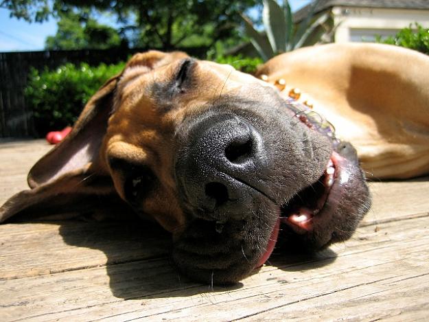 Click to Enlarge

Name: schlafender hund.jpg
Size: 155 KB
