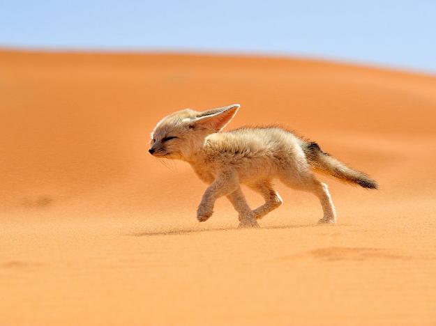 Click to Enlarge

Name: fennec-fox-morocco_68263_990x742.jpg
Size: 49 KB