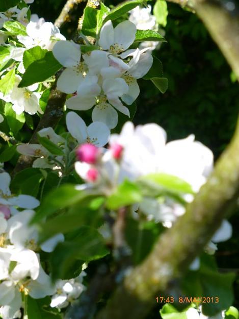 Click to Enlarge

Name: apple blossom.jpg
Size: 95 KB