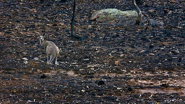 Click to Enlarge

Name: A-kangaroo-stands-on-ground-blackened-by-a-bushfire-near-Coonabarabran-about-350-km-217-miles-no.jpg
Size: 200 KB