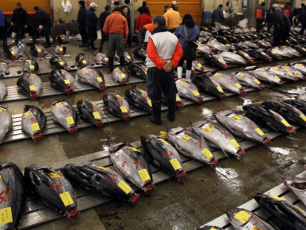 Click to Enlarge

Name: fish market.png
Size: 2.0 MB