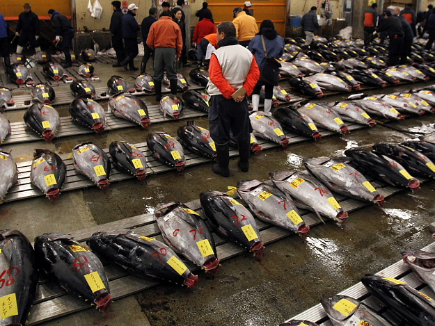 Click to Enlarge

Name: fish market.png
Size: 2.0 MB