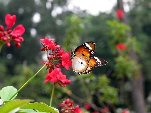 Click to Enlarge

Name: Singapore-Chinese-Japanese-Gardens-Butterfly-2.jpg
Size: 192 KB